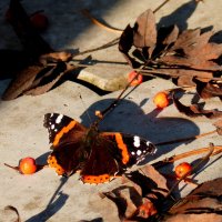 20 октября - бабочки ещё летают...3 :: Александр Прокудин