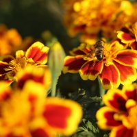 Пчела и цветок :: Ирина Шустова