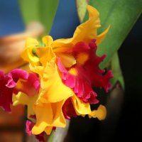 Орхидея :: Irina Radzinsky