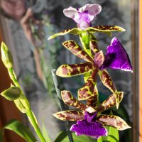 Домашнее цветение орхидеи :: Николай Зиновьев