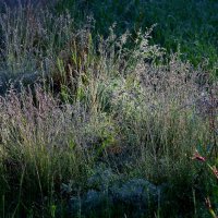Трава в росе под солнцем... :: Юрий Куликов