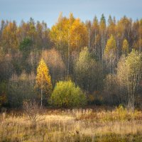 Осенний лес :: Алекс Римский