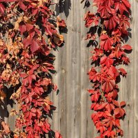 Осенние гирлянды багряных листьев :: Николай Белавин