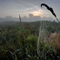 В предрассветном тумане... :: Андрей Войцехов