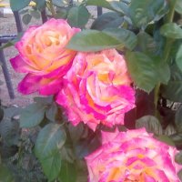 " Ржавые" розы в парке. :: Марта Васильева 