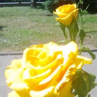 Жёлтые розы летом в сквере. :: Марта Васильева 