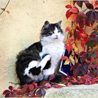 Осенний кот. :: Валерия Комова