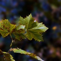 Осенние листья. :: barsuk lesnoi
