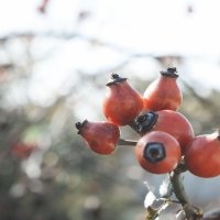 Rose hip/2 :: Anna Rimira