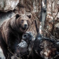 Взгляд... ZOO Инсбрук.Австрия! :: Александр Вивчарик