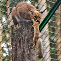 Каракал живодёр. :: аркадий 