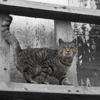 Кот на лодочной :: Александр Хрусталев