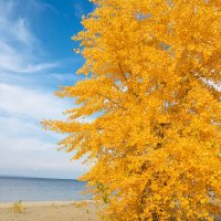 Осень над Волгой с палитрой и кистью В жёлтом кленовом венке :: Алина Смирнова