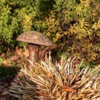 У нас грибы растут круглый год. :: Анатолий. Chesnavik.