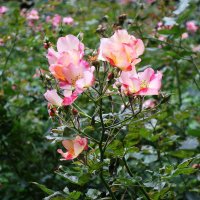 Цветы в саду Сан-Галли :: Маргарита Батырева