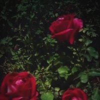 Rose night. :: Марта Васильева 