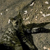 Кот при свете фонаря :: Александр Деревяшкин
