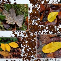 Осень, цвета и формы .... :: Heinz Thorns
