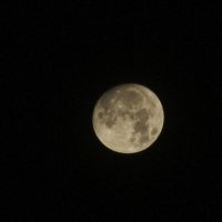 Голубая луна всему виной :: Светлана Карнаух