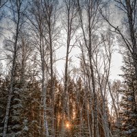 Зимний лес :: Дмитрий Костоусов