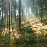 Утро в сосновом лесу :: Анатолий Клепешнёв