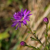Фиолетовый цветок :: lady v.ekaterina