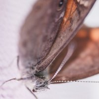 Бабочка крылышками бякбякбякбяк :: Helga Sergeenko