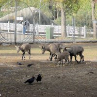 В ростовском зоопарке... октябрь... :: Нина Бутко