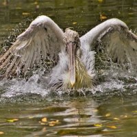 Приводнение пеликана. :: аркадий 