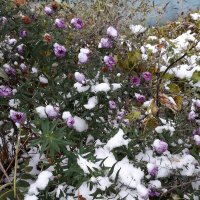 Хризантемы под снегом :: Yulia Raspopova
