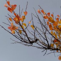 Багрянец с позолотой осенних листьев абрикоса :: Татьяна Смоляниченко