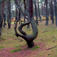 Твнцующий лес :: Сергей Карачин