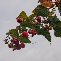 Осенняя ягода. :: Олег Пучков