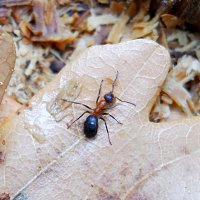 Заблудился муравейка в ноябре... :: Андрей Заломленков