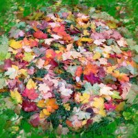 Листья ложатся как пестрый ковер на траву :: Ольга Довженко
