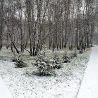 Первый снег в октябре. :: Мила Бовкун