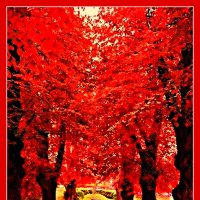 Красный лес :: Владимир Хатмулин
