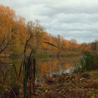 Разбросала осень лисья на воде. :: Инна Щелокова