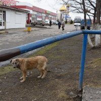 Стрит псы :: Валерий Михмель 