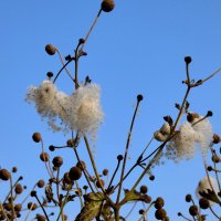 Семена и голубое небо :: Heinz Thorns