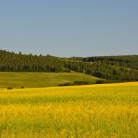 Жёлтые поля :: Светлана Грызлова