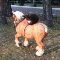 "Черный всадник" на рыжем коне. :: Зоя Чария