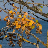 Осенняя листва :: lady v.ekaterina