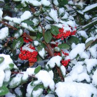 В Афинах редкость снег! 2008 год :: Оля Богданович