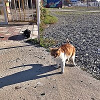 Из жизни  пляжных котов(Слышь ,московский давай колбасу!) :: Виталий Селиванов 