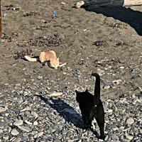 Из  жизни пляжных котов( Ща,порву как  грелку!) :: Виталий Селиванов 
