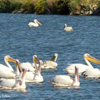 Пеликаны на искусственных озерах Израиля. :: Николай Волков