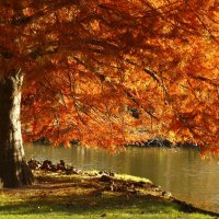 Рыжая осень, старые парки :: Юрий. Шмаков