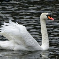 А белый лебедь на пруду...! :: Милешкин Владимир Алексеевич 