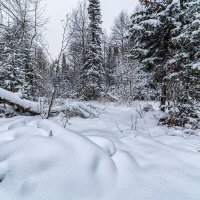 Зима пришла.. :: Сергей Винтовкин
